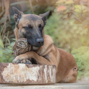 Unlikely friendship between an owl and a dog